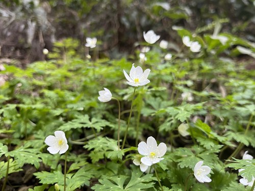 花沢山
