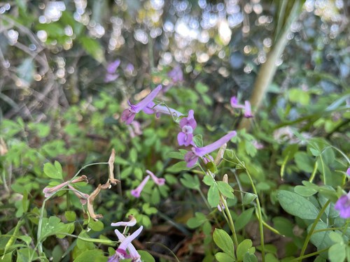 花沢山