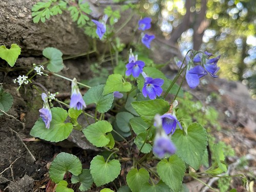 花沢山