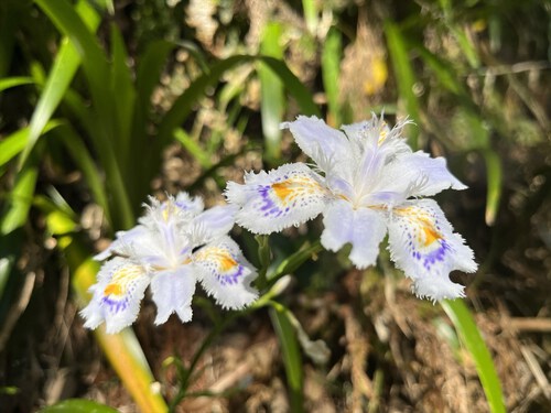花沢山