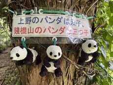賤機山