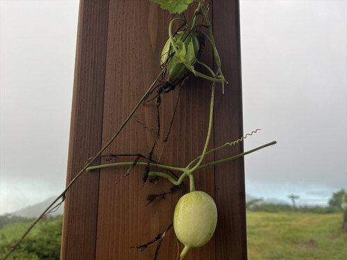 満観峰