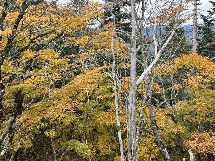 大谷嶺