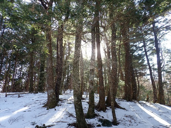 沢口山