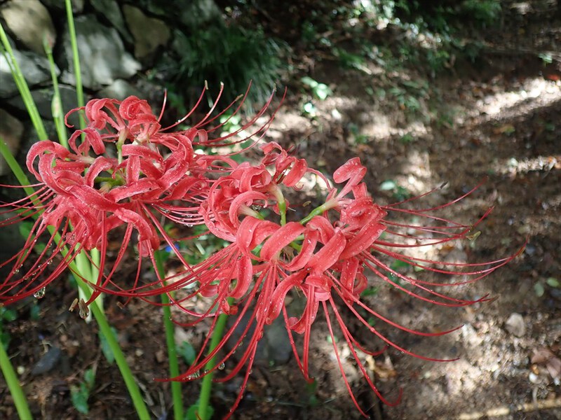 高草山