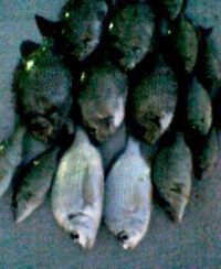 釣果PHOTO3月3日
