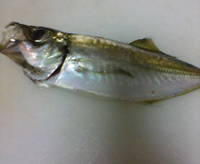 初アジ(σ´Д｀)σ