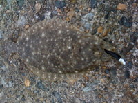正月休み最後の釣り（メバル、ソゲ、アイナメ）