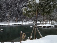 [管釣り]小雪舞う極寒の朽木渓流魚センター(2/9) 2013/02/10 12:43:16
