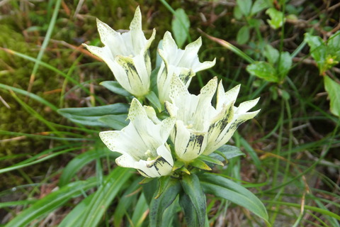 聖岳～上河内岳～茶臼岳～仁田岳　③上河内岳編