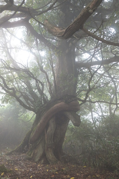 地蔵峠～下十枚山～十枚山