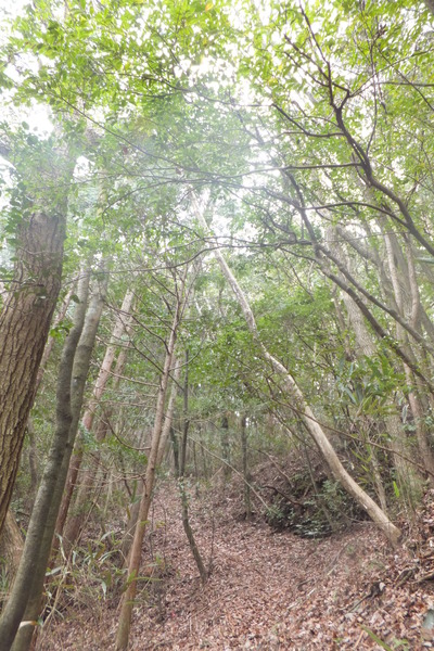 二王山