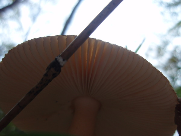 青笹山