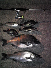 泥棒釣り師 2008/04/30 00:38:16