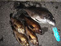 春シーズン到来