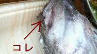 ソイ、寄生虫！？