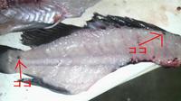 ソイ、寄生虫！？　　２