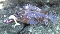 またソイですよ　