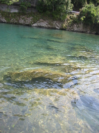 やっぱり夏は海部川！！