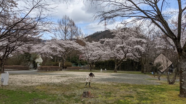 ファミリーオートキャンプ場そうり～桜満開！お花見キャンプ～2021.4.2-4.4①