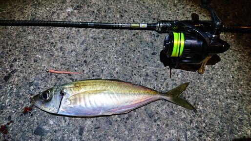 シーバス撃沈後のアジング爆釣★