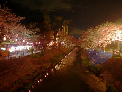 桜の光に誘われて ♪