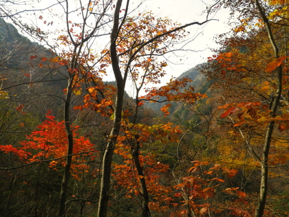 紅葉ハイキング♪
