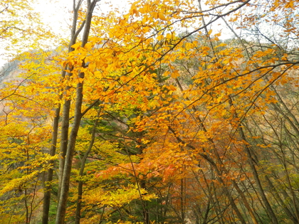 紅葉ハイキング♪