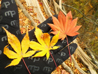 紅葉ハイキング♪