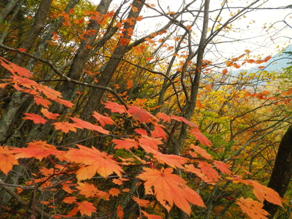 紅葉ハイキング♪