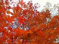 紅葉ハイキング♪