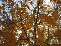 紅葉ハイキング♪