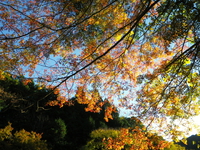 紅葉ツーリング 亀山湖♪