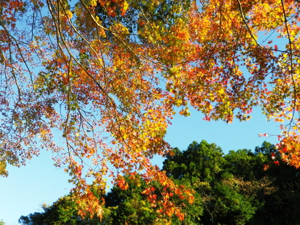 紅葉ツーリング 亀山湖♪