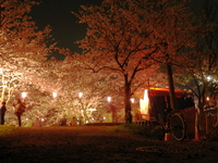 今年も夜桜見物♪