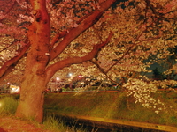 今年も夜桜見物♪