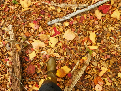 2016 Autumn 中禅寺湖