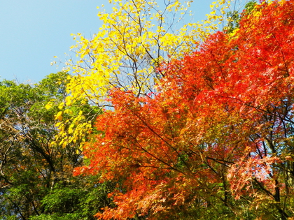 2014.11.30  紅葉の亀山湖♪