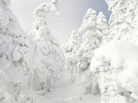 雪たっぷり 北横岳♪