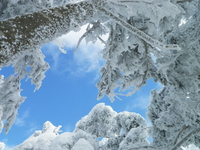 雪たっぷり 北横岳♪