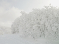 東北で雪遊び♪