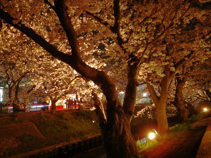 夜桜見物♪
