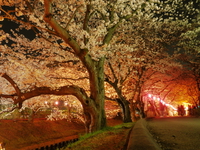 夜桜見物♪