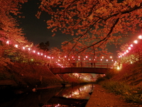 夜桜見物♪