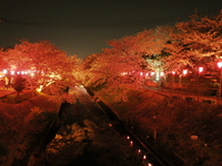夜桜見物♪
