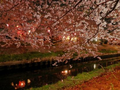 夜桜見物♪