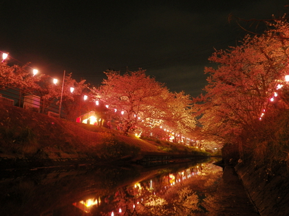 夜桜見物♪