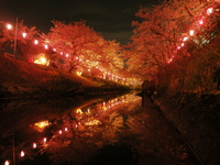 夜桜見物♪