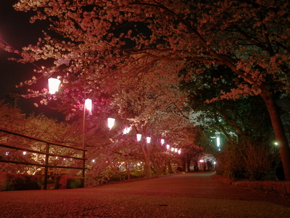 夜桜見物♪