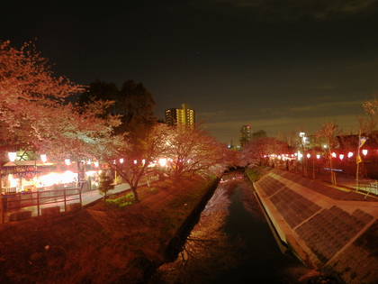 夜桜見物♪
